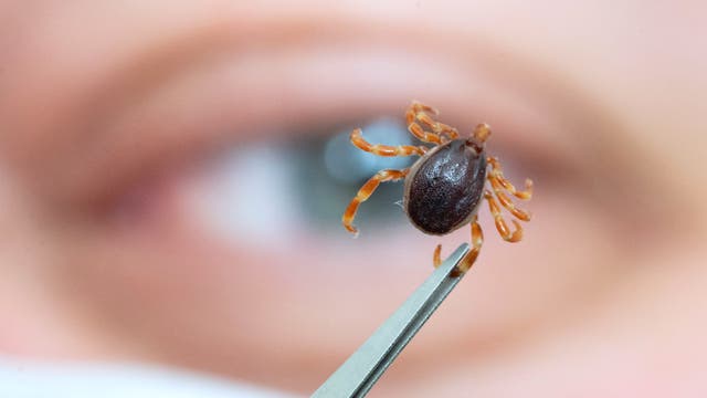 Eine Hyalomma-Zecke, die man an ihrer Größe und den gestreiften Beinen erkennt, wird mit einer Pinzette gehalten, während im Hintergrund unscharf ein menschliches Auge zu sehen ist. 